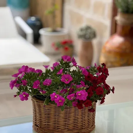 Πανσιόν Battisti 7 4*