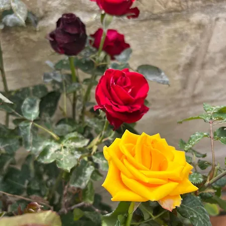 Battisti 7 レッチェ