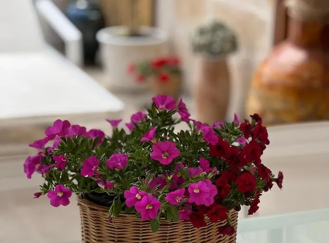 Πανσιόν Battisti 7 4*