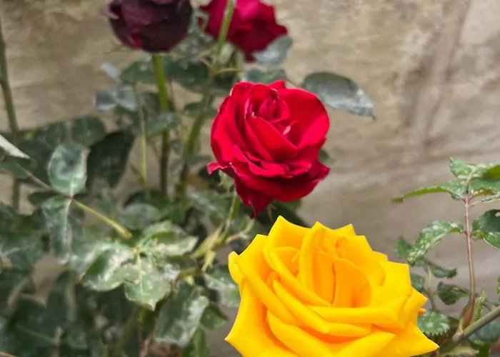 Battisti 7 Λέτσε